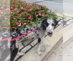 Small #2 Poodle (Standard) Mix