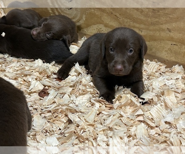 Medium Photo #19 Labrador Retriever Puppy For Sale in MARYVILLE, TN, USA