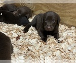 Small Photo #19 Labrador Retriever Puppy For Sale in MARYVILLE, TN, USA