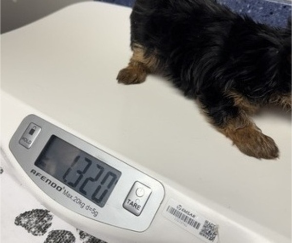 Medium Photo #9 Yorkshire Terrier Puppy For Sale in SAINT LOUIS, MO, USA
