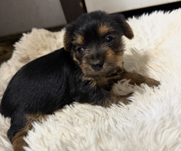 Medium Photo #1 Yorkshire Terrier Puppy For Sale in NEW ALBANY, MS, USA