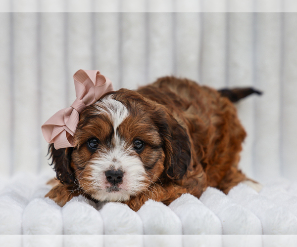 Medium Photo #2 Cavapoo (Miniature) Puppy For Sale in LIBERTY, KY, USA