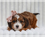Small #1 Cavapoo (Miniature)