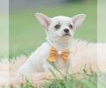 Small Photo #45 Chihuahua Puppy For Sale in WARSAW, IN, USA