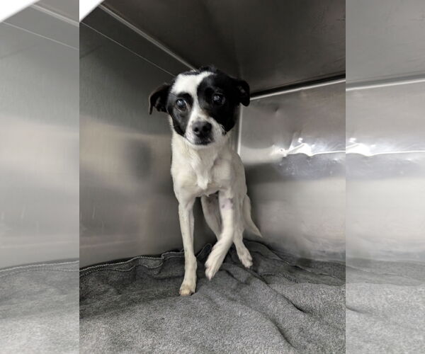 Medium Photo #1 Mutt Puppy For Sale in Chico, CA, USA