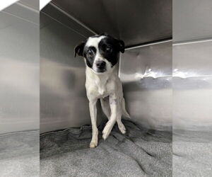 Mutt Dogs for adoption in Chico, CA, USA