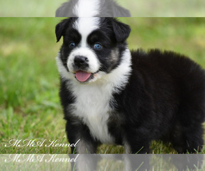 Australian Shepherd Puppy for sale in EASTON, MO, USA