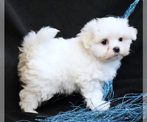 Medium Photo #1 Maltese Puppy For Sale in ROCK VALLEY, IA, USA