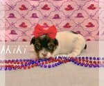 Small #2 Yorkshire Terrier