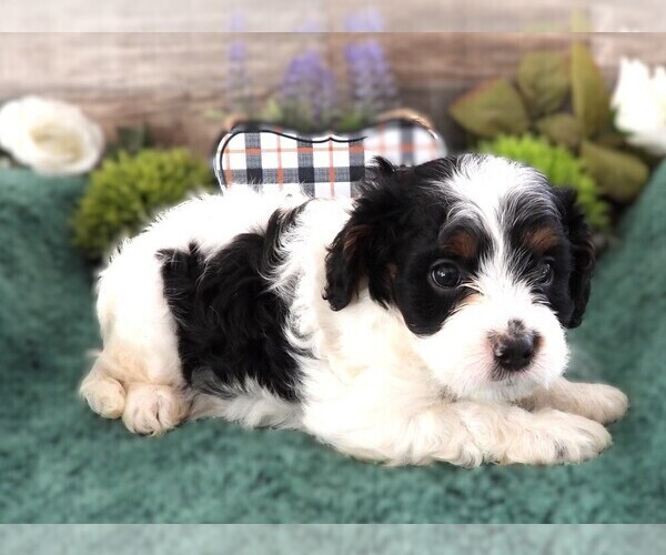 Medium Photo #5 Cavapoo Puppy For Sale in CARLISLE, KY, USA