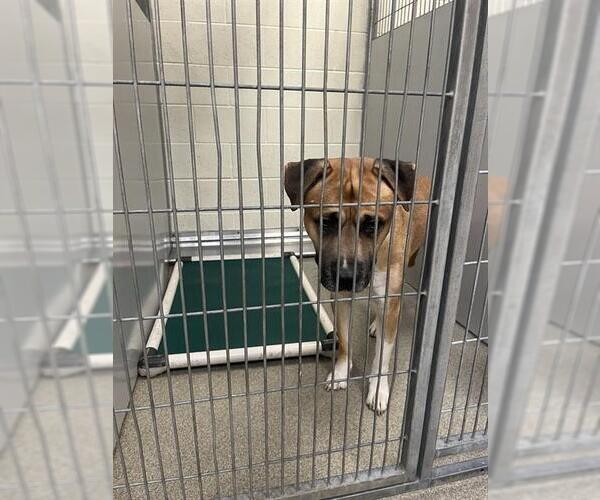 Medium Photo #1 Mutt Puppy For Sale in West Valley, UT, USA