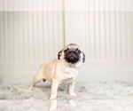 Small Photo #10 Pug Puppy For Sale in WARSAW, IN, USA