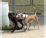 Small #11 Mastiff Mix