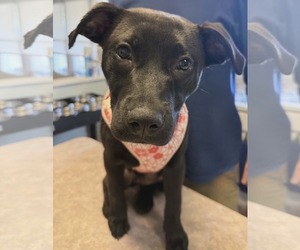 Labrador Retriever-Unknown Mix Dogs for adoption in oakland, FL, USA