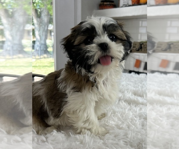 Medium Photo #4 Shih Tzu Puppy For Sale in INDIANAPOLIS, IN, USA