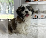 Small Photo #4 Shih Tzu Puppy For Sale in INDIANAPOLIS, IN, USA