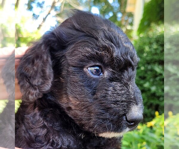 Medium Photo #3 F2 Aussiedoodle Puppy For Sale in COLUMBIA, TN, USA