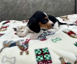 Dachshund Puppy for sale in WEBSTER, FL, USA