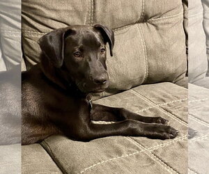 Oregano - TRAINING CAMP - Male Catahoula Leopard Dog-Unknown Mix Dog for Adoption - Photo #12