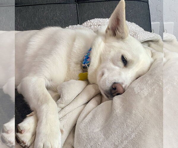 Medium Photo #4 Mutt Puppy For Sale in Sandy, UT, USA