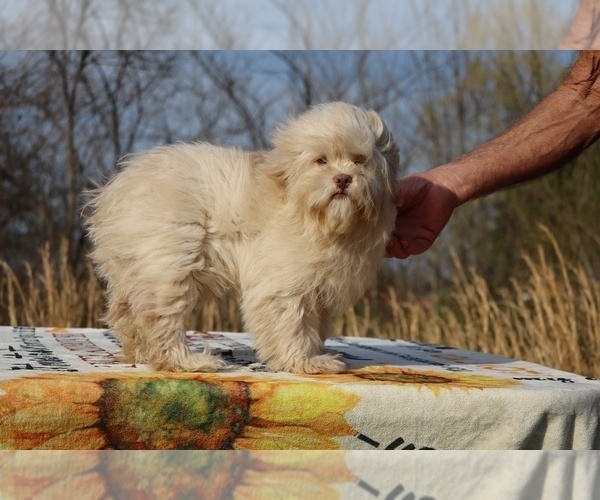 Medium Photo #21 ShihPoo Puppy For Sale in DYERSBURG, TN, USA