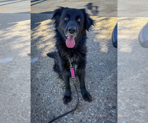 Medium Photo #3 Mutt Puppy For Sale in San Diego, CA, USA