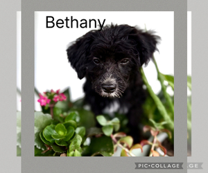 Poodle (Toy)-Yorkshire Terrier Mix Puppy for Sale in BENNINGTON, Indiana USA