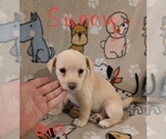 Small #23 Chizer
