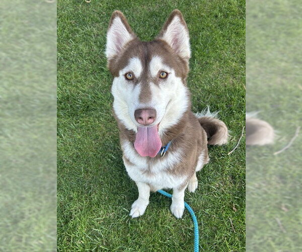Medium Photo #1 Siberian Husky Puppy For Sale in Sacramento, CA, USA