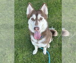 Small Siberian Husky