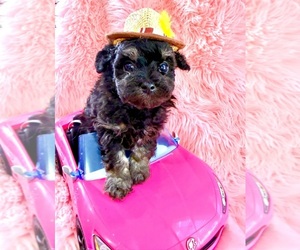 Bichpoo Puppy for sale in LAKE ELSINORE, CA, USA