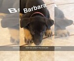 Puppy Barbara Alaskan Husky-German Shepherd Dog Mix