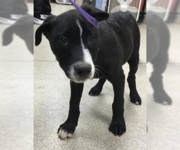 Medium Photo #1 Mastiff-Unknown Mix Puppy For Sale in Riverside, CA, USA