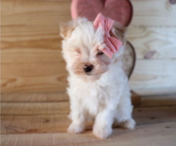 Medium Photo #2 Maltipoo Puppy For Sale in HONEY BROOK, PA, USA