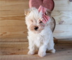 Small Photo #2 Maltipoo Puppy For Sale in HONEY BROOK, PA, USA