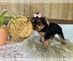Small #8 Yorkshire Terrier