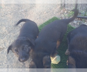 German Shepherd Dog Puppy for sale in BANNING, CA, USA