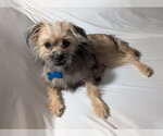 Small Photo #2 Mutt Puppy For Sale in Corona, CA, USA