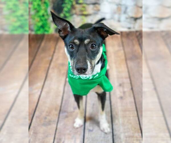 Medium Photo #3 Jack-Rat Terrier Puppy For Sale in Kennesaw, GA, USA