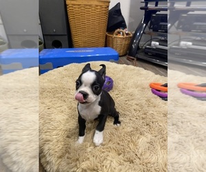 Boston Terrier Puppy for sale in FREDONIA, KS, USA