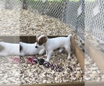 Small Photo #9 Jack Russell Terrier Puppy For Sale in MABLETON, GA, USA