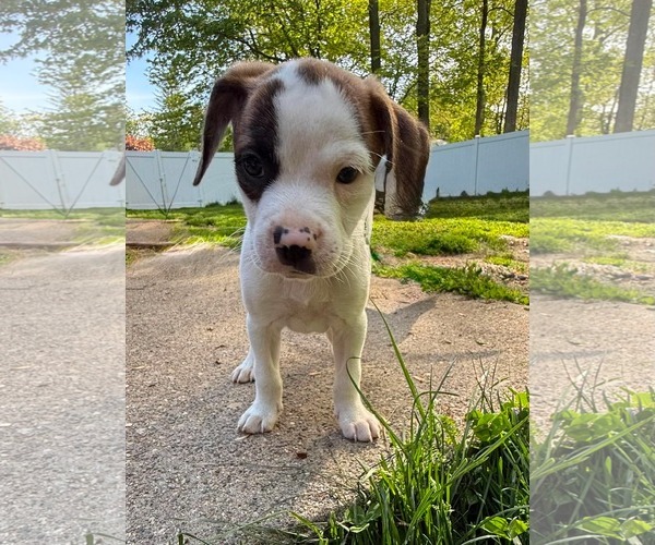 Medium Photo #8 Mutt Puppy For Sale in pomfret, CT, USA