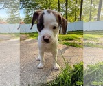 Small #7 Mutt