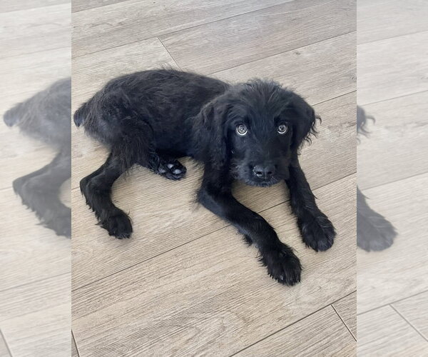Medium Photo #1 Mutt Puppy For Sale in Corona, CA, USA