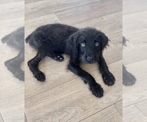 Mutt Dogs for adoption in Corona, CA, USA