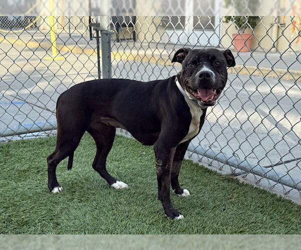 Medium Photo #1 Mutt Puppy For Sale in Downey, CA, USA