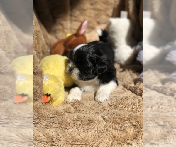 Medium Photo #11 Shih Tzu Puppy For Sale in MILTON, FL, USA