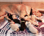 Small Photo #3 Labrador Retriever Puppy For Sale in MENTONE, CA, USA