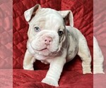 Puppy 4 Bulldog