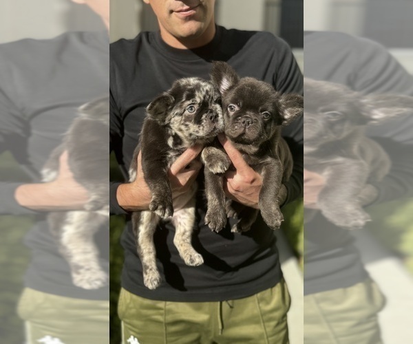 Medium Photo #6 French Bulldog Puppy For Sale in SAN DIEGO, CA, USA